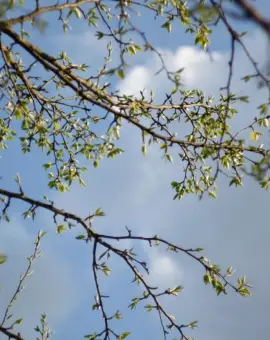 Foto Meteorologii au prelungit informarea de răcire a vremii, precipitaţii şi vânt, până pe 17 mai