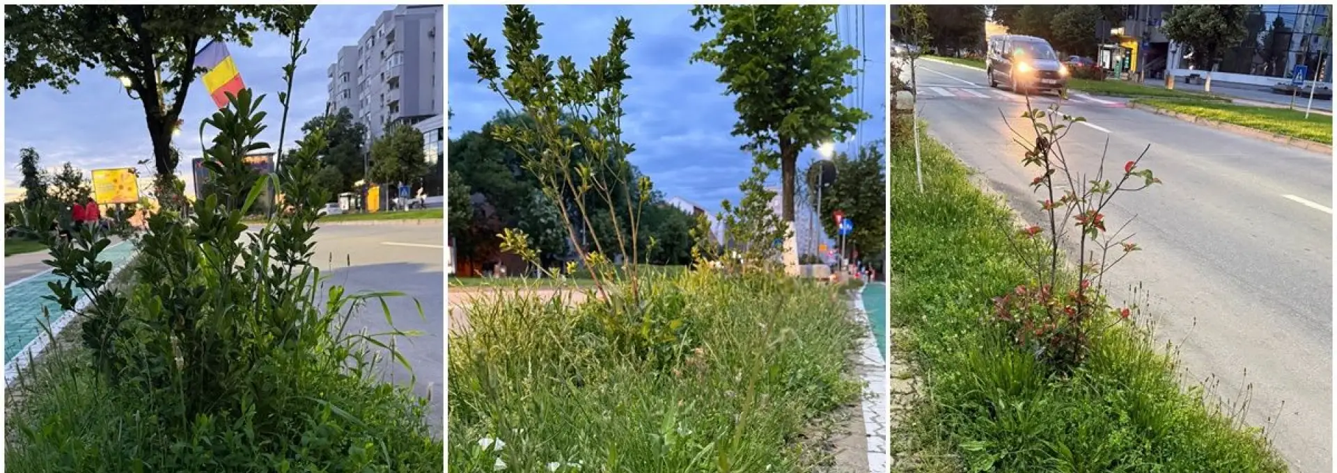 Foto Tarife mai mari, buruieni mai multe: Slatina sub asediul vegetației (FOTO)