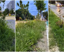 Foto Tarife mai mari, buruieni mai multe: Slatina sub asediul vegetației (FOTO)