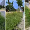 Foto Tarife mai mari, buruieni mai multe: Slatina sub asediul vegetației (FOTO)