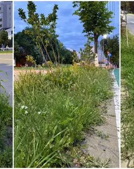 Foto Tarife mai mari, buruieni mai multe: Slatina sub asediul vegetației (FOTO)