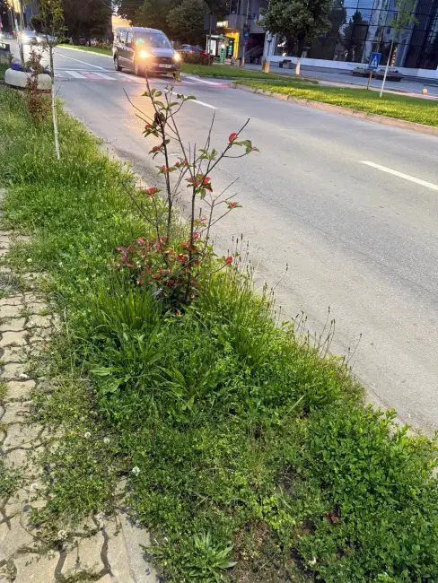 Foto Tarife mai mari, buruieni mai multe: Slatina sub asediul vegetației (FOTO)