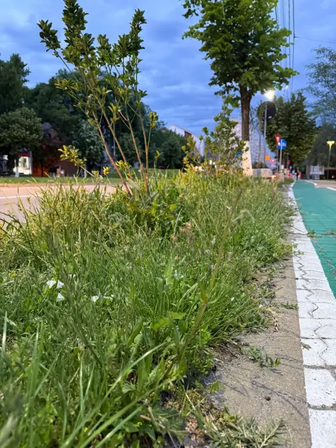 Foto Tarife mai mari, buruieni mai multe: Slatina sub asediul vegetației (FOTO)