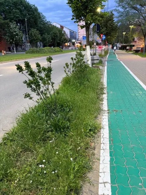 Foto Tarife mai mari, buruieni mai multe: Slatina sub asediul vegetației (FOTO)