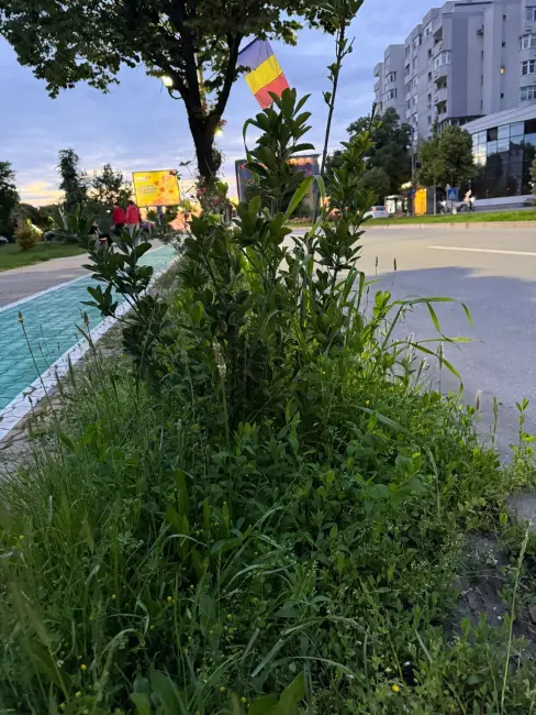 Foto Tarife mai mari, buruieni mai multe: Slatina sub asediul vegetației (FOTO)