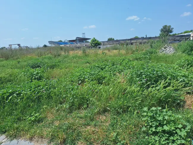 Foto Slatina, cucerită de bălării. FOTO cu peisajele dezolante