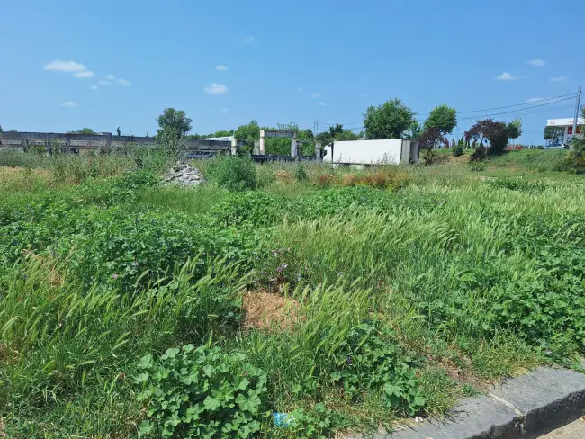 Foto Slatina, cucerită de bălării. FOTO cu peisajele dezolante