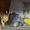Foto „Performanţă“ marca Mario De Mezzo: Aproape 200 de slătineni au fost muşcaţi de câinii maidanezi, de la începutul anului