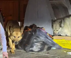 Foto „Performanţă“ marca Mario De Mezzo: Aproape 200 de slătineni au fost muşcaţi de câinii maidanezi, de la începutul anului