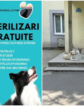 Foto La Piatra-Olt, campanie gratuită de sterilizare a câinilor. La Slatina, autorităţile sunt indiferente iar haitele atacă oamenii