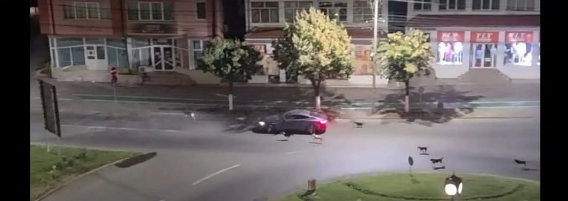 Foto VIDEO: Haită de câini, în centrul Slatinei
