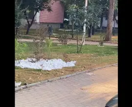 Foto Gazonul pus de firma DUS, pe bulevardul AI Cuza din Slatina, s-a uscat la scurtă vreme de la plantare (VIDEO)