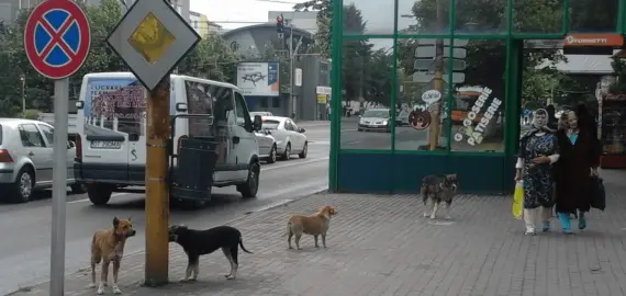 Foto Criză declanşată de primarul De Mezzo. Fără adăpost la Slatina, nici câinii din Caracal nu mai pot fi preluați