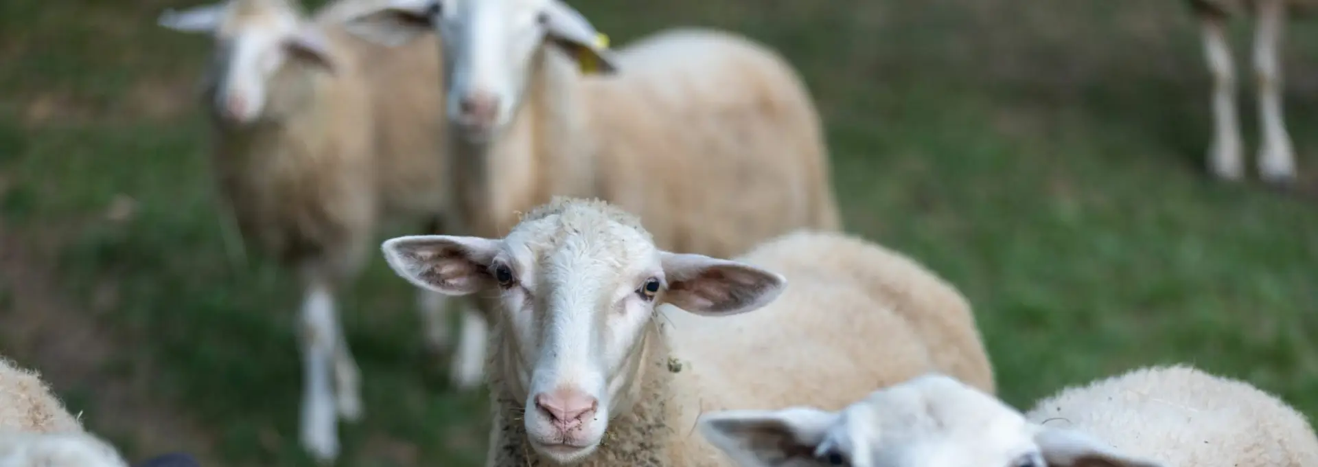 Foto Variolă ovină în Tufeni şi Crâmpoia. Peste 3.000 de animale vor fi omorâte