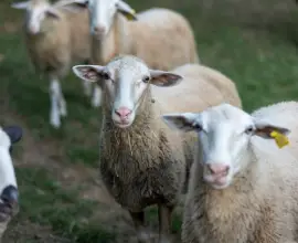 Foto Variolă ovină în Tufeni şi Crâmpoia. Peste 3.000 de animale vor fi omorâte