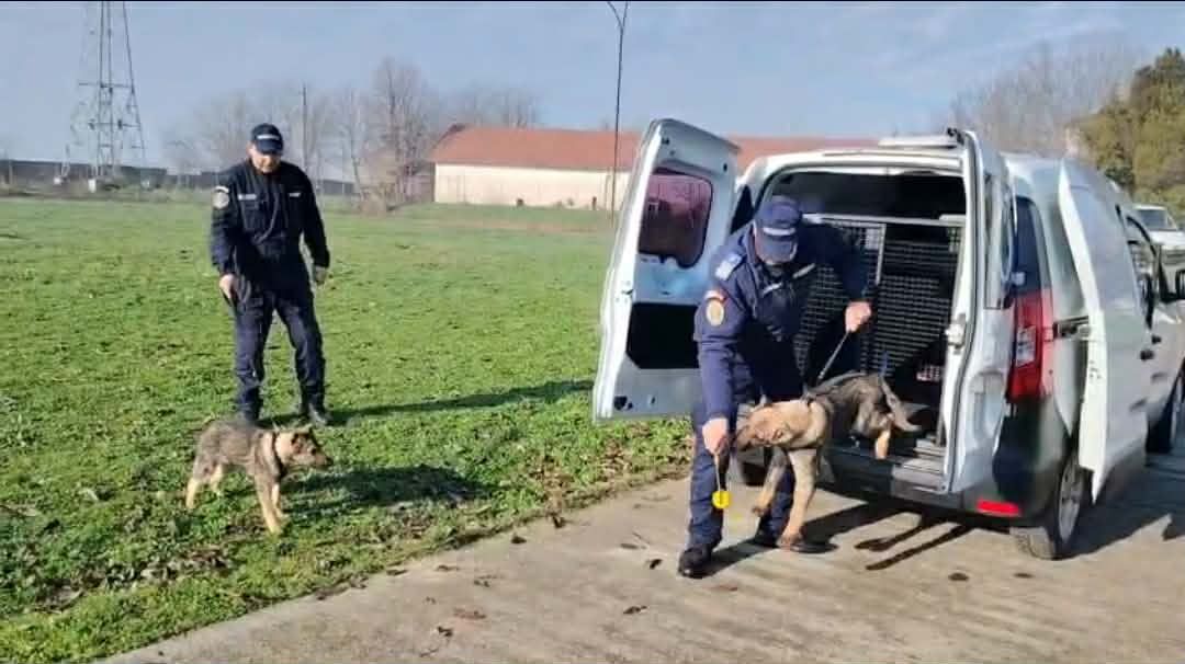 VIDEO: Jandarmeria Olt primește noi câini pentru misiuni speciale