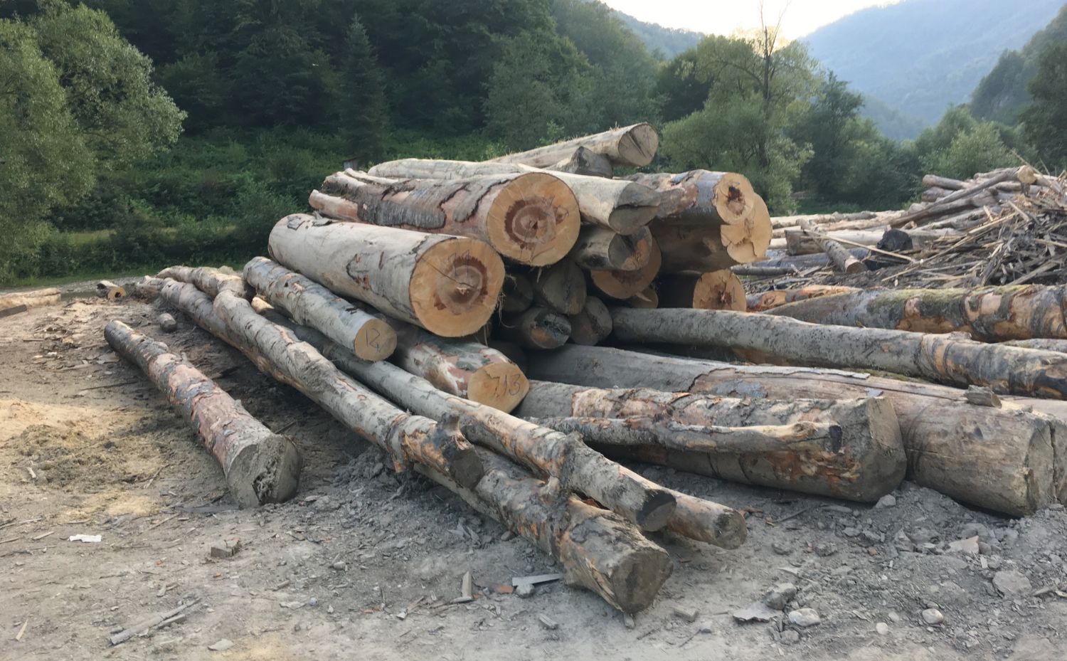 Direcţia Silvică Olt vinde lemn de foc. Preţurile variază în funcţie de ...